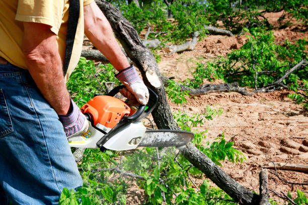 How Our Tree Care Process Works  in  Samoset, FL